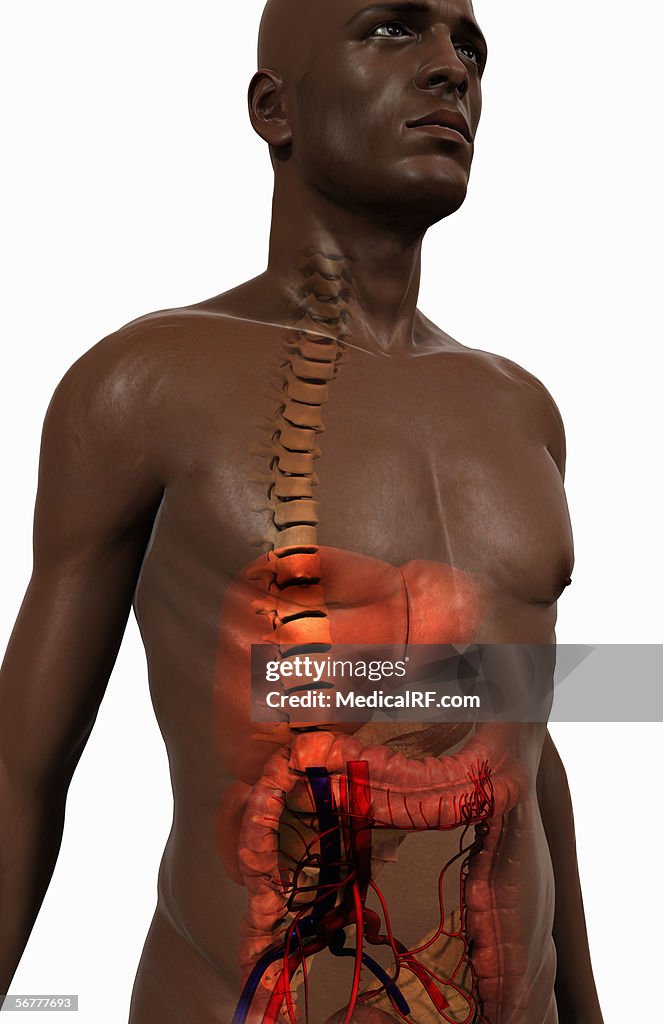 Anterior angled view of the digestive system.