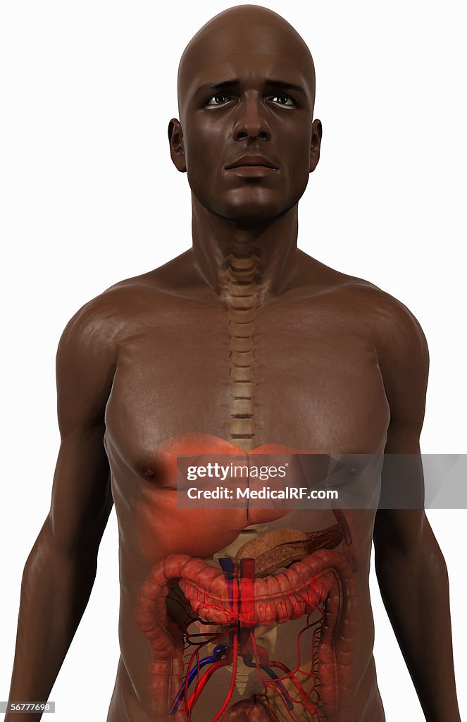 Anterior view of the digestive system.