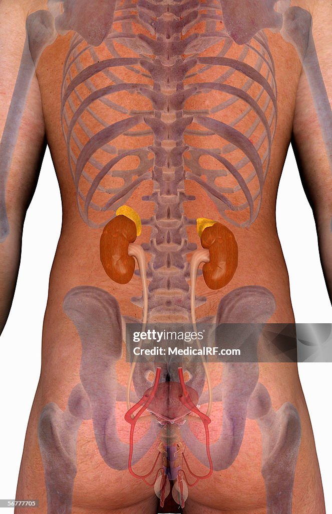 Posterior view of the male figure with the urogenital system.