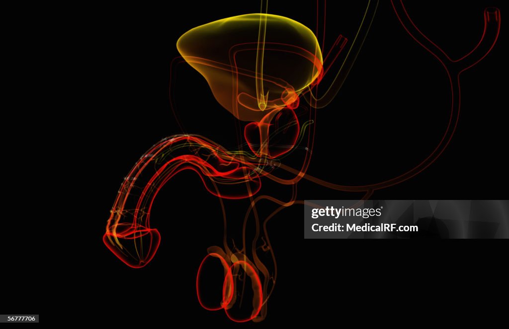 Anterior angled, stylized view of the male reproductive system.