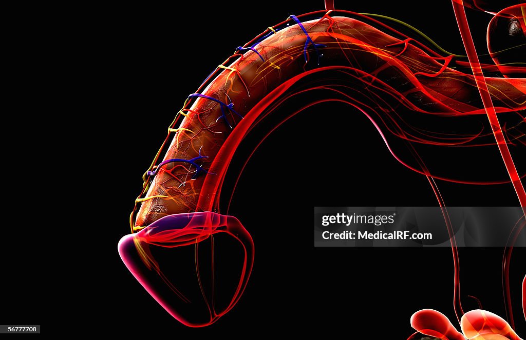 Lateral stylized view of the male reproductive system.
