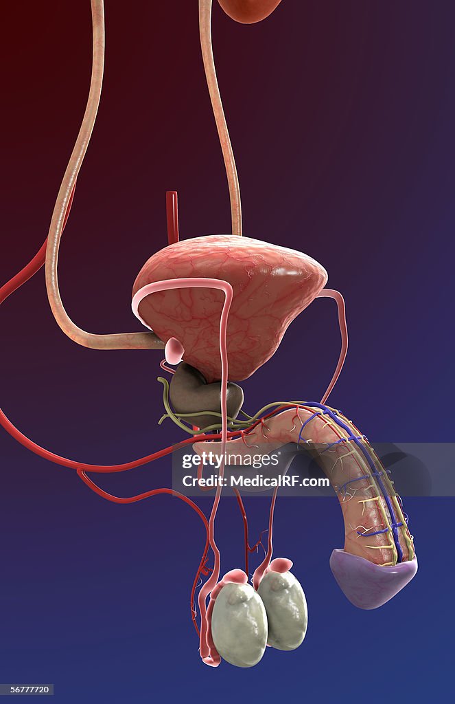 A three quarter lateral view of the male urogenital system.