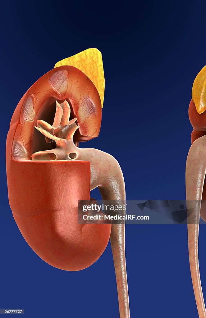 Anterior view of a sectioned right kidney.