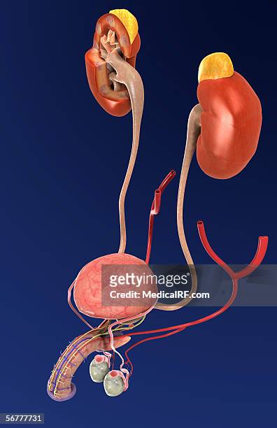 stockillustraties, clipart, cartoons en iconen met three quarter lateral view of the male urogenital system. - flaccid
