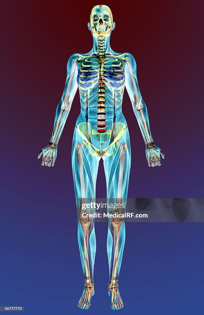 Anterior stylized view of a female body with musculature.