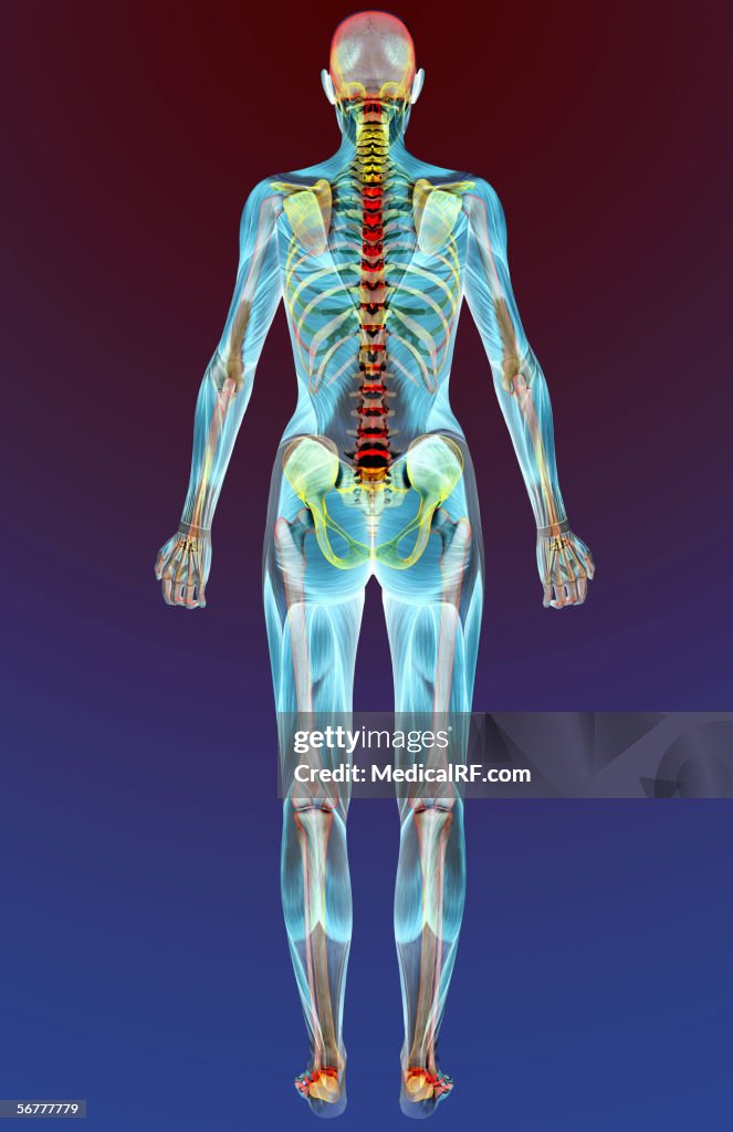 Posterior stylized view of a female body with musculature.