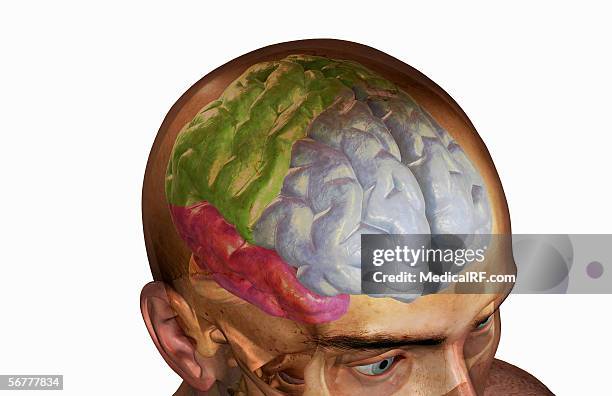 lateral view, angled from above, of the cortical lobes of the brain within a head and skull. - human brain lateral stock illustrations