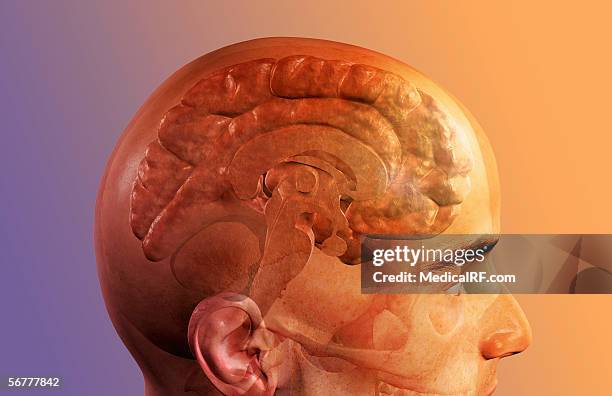 ilustraciones, imágenes clip art, dibujos animados e iconos de stock de a lateral view of a sagittal sectioned brain. - fornix