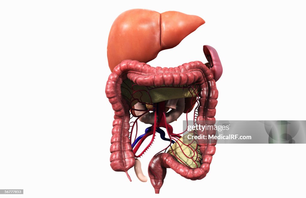 Anterior view of the digestive system.