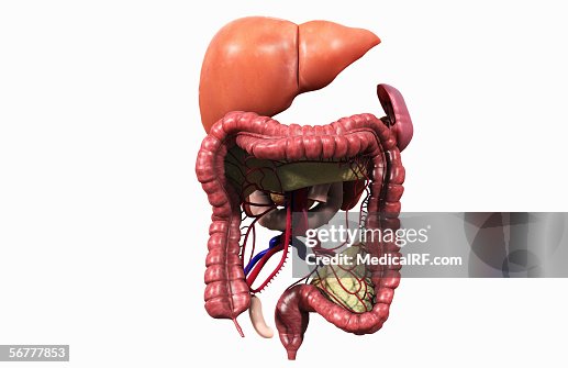 Digestive Front Anterior View Of The Digestive System High-Res Vector Graphic - Getty ...