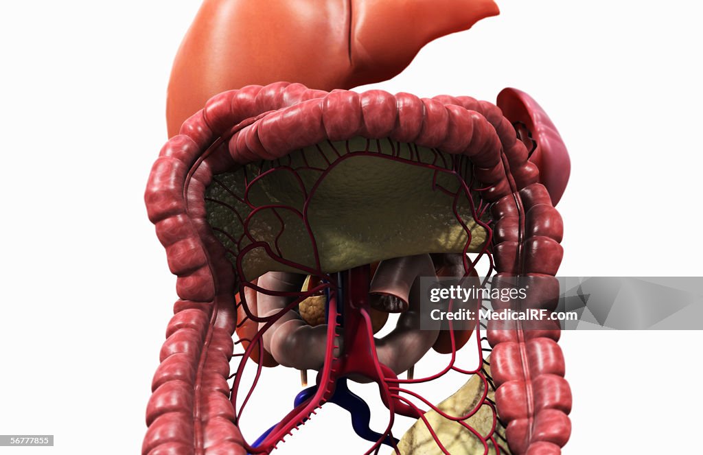 Anterior view of the digestive system.