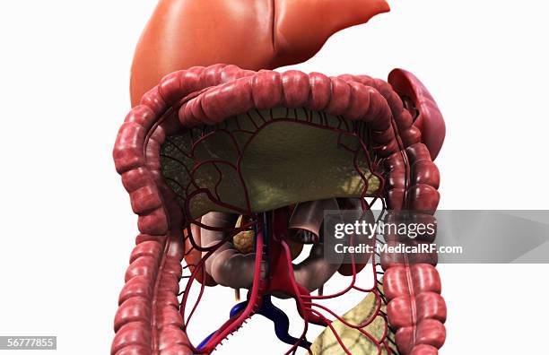 Digestive Front Anterior View Of The Digestive System High-Res Vector Graphic - Getty ...