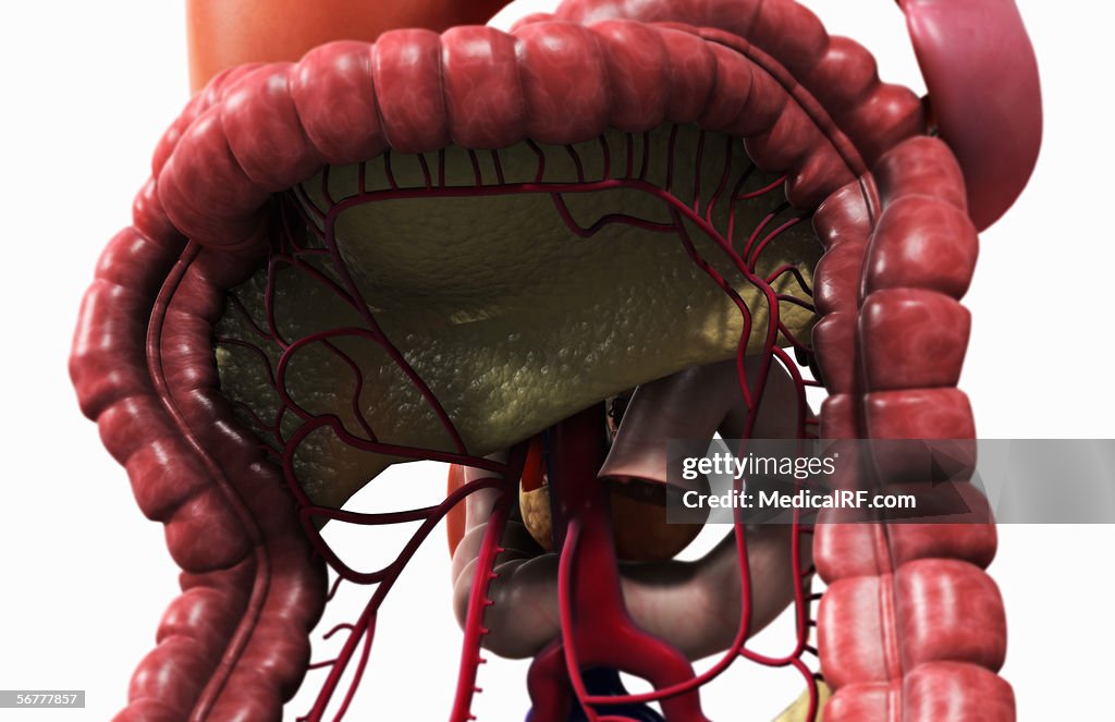 Anterior angled view of the digestive system.