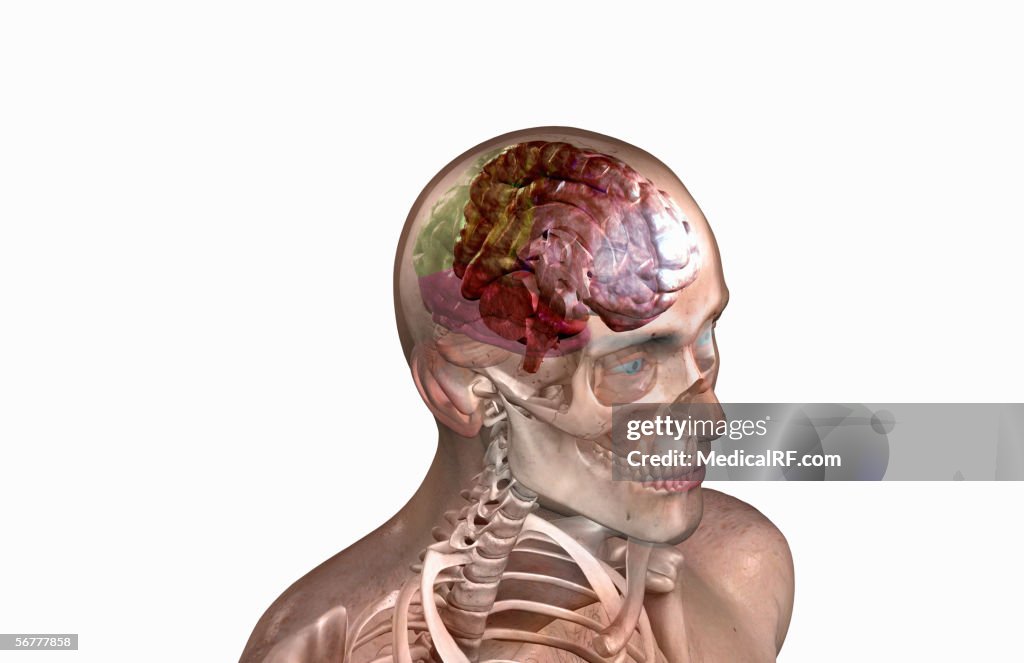 A three quarter lateral view, angled from above, of a sagittal sectioned Brain.