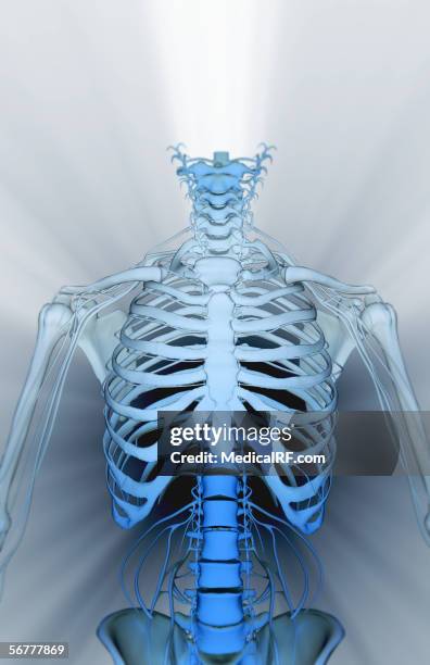 anterior stylized view of the torso revealing the nerve structures. - peripheral nervous system stock illustrations