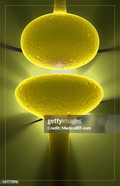microscopic stylized view of a synaptic cleft. - synapsenspalt stock-grafiken, -clipart, -cartoons und -symbole