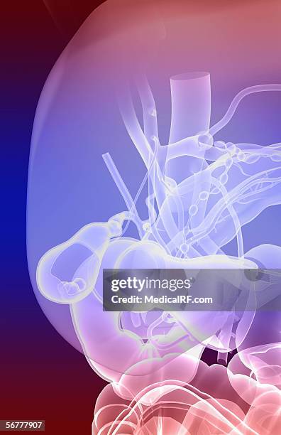 ilustrações de stock, clip art, desenhos animados e ícones de anterior stylized view of the gastrointestinal system. - esófago