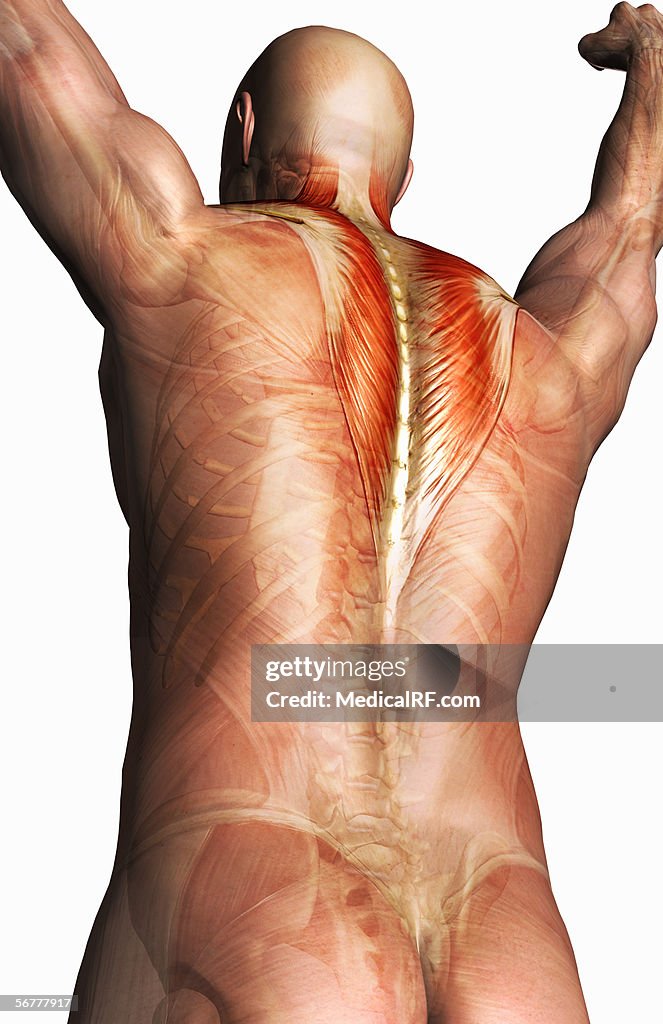 Posterior angled view of a male body with musculature highlighted.