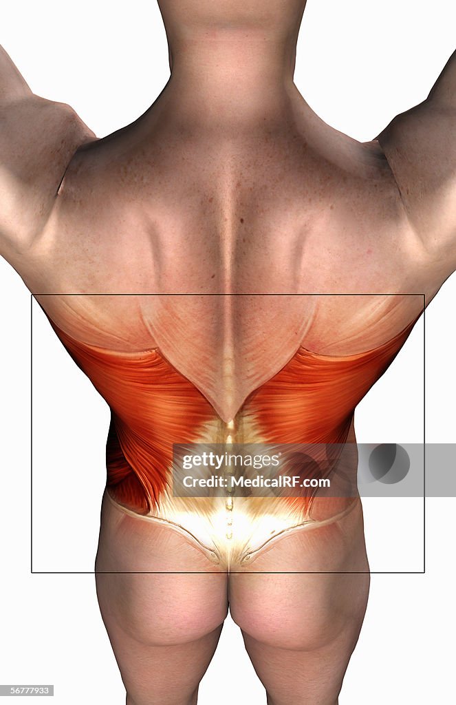 Posterior angled view of a male body with musculature highlighted.