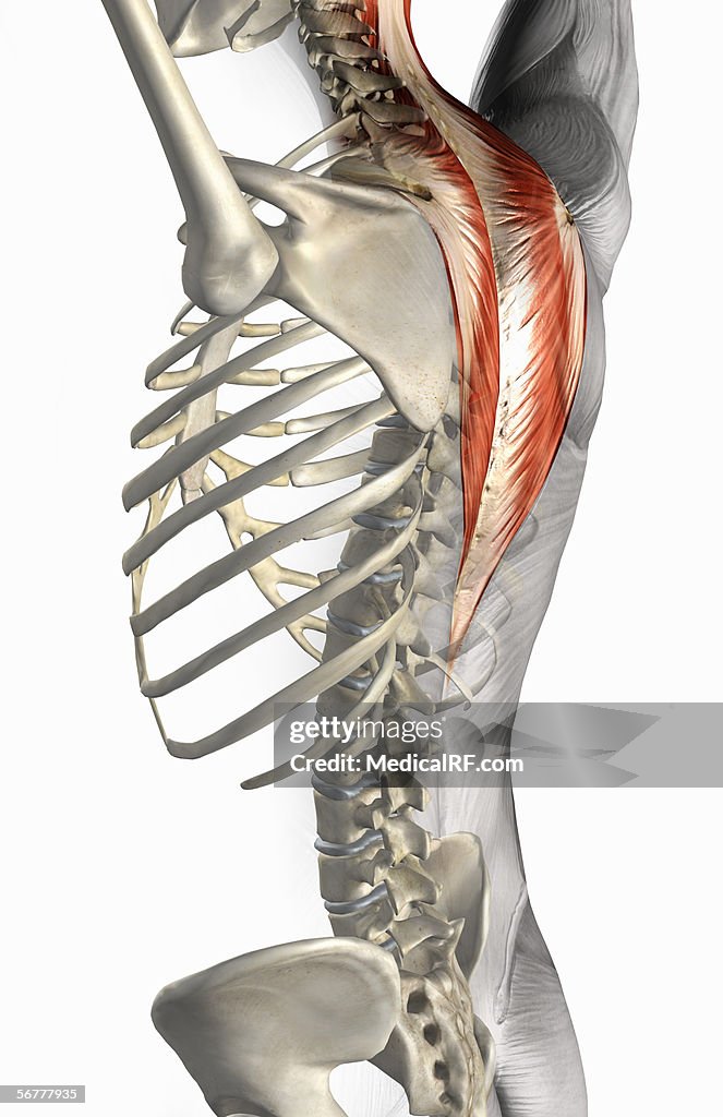 Posterior angled view of a male body with musculature highlighted.