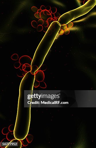 Microscopic visualization of candida albicans. Microscopic visualization of candida albicans.