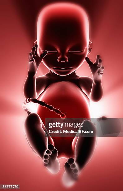 anterior stylized view of a fetus. - uterine wall stock illustrations
