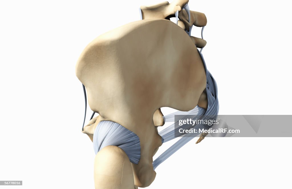 Lateral view showing the bones and ligaments of the pelvis.