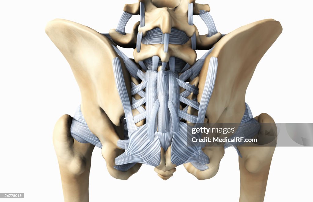 Posterior view showing the bones and ligaments of the pelvis.