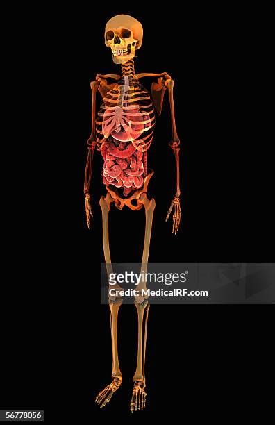 stockillustraties, clipart, cartoons en iconen met the digestive system within a stylized x-ray skeletal system. - menselijke twaalfvingerige darm