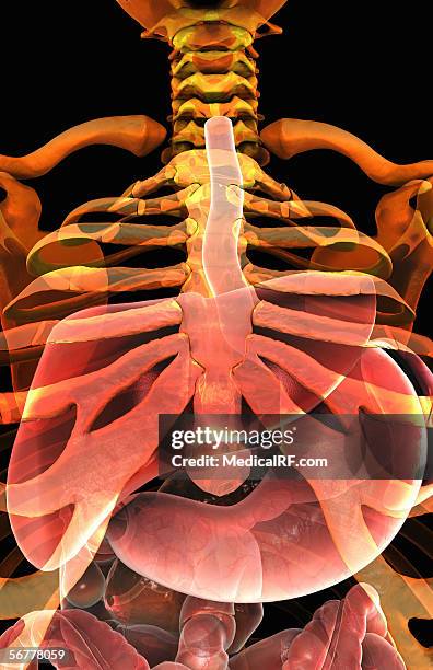 stockillustraties, clipart, cartoons en iconen met the upper digestive system within a stylized x-ray skeletal system. - menselijke twaalfvingerige darm