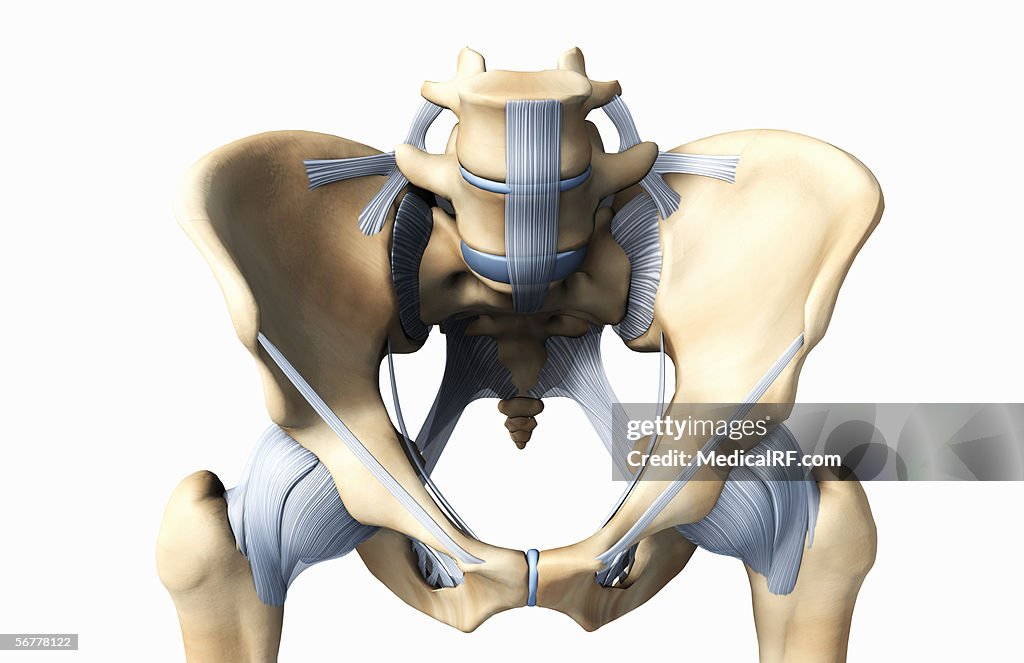 Anterior view showing the bones and ligaments of the pelvis.
