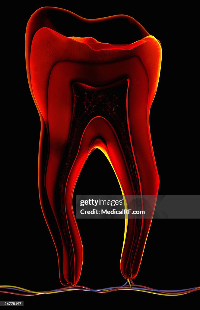 Tooth Secant Anterior Angled Stylized View Of A Sectioned Tooth High-Res Vector ...
