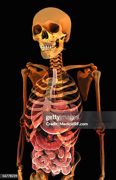 stockillustraties, clipart, cartoons en iconen met the digestive system within a stylized x-ray skeletal torso. - menselijke twaalfvingerige darm