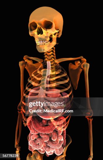 The digestive system within a stylized x-ray skeletal torso. The digestive system within a stylized x-ray skeletal torso.