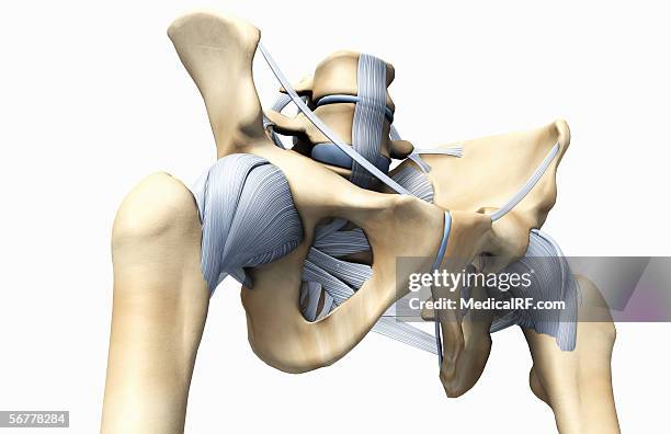 anterior angled view showing the bones and ligaments of the pelvis. - iliofemoral ligament stock illustrations