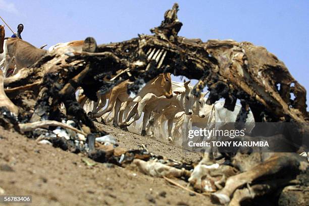 Pastoralist herds his cattle past carcasses in the drought stricken Wajir, north eastern province, Kenya in this 07, February 2006 photo. Searing...