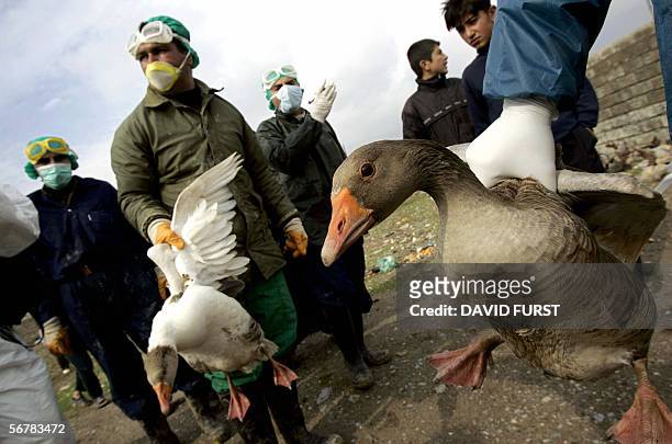 In an effort to help prevent the spread of the H5N1 virus, or "bird Flu", Iraqi government health officials continue to round up all fowl for culling...