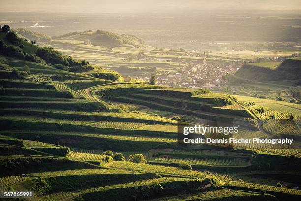 vineyard sunset view - schwarzwald fotografías e imágenes de stock