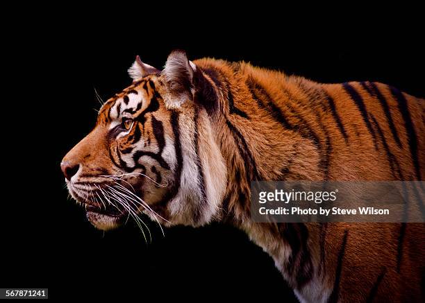 isolated profile of a tiger - animal black background fotografías e imágenes de stock