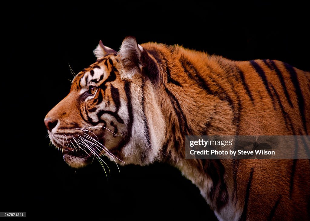 Isolated Profile of a Tiger