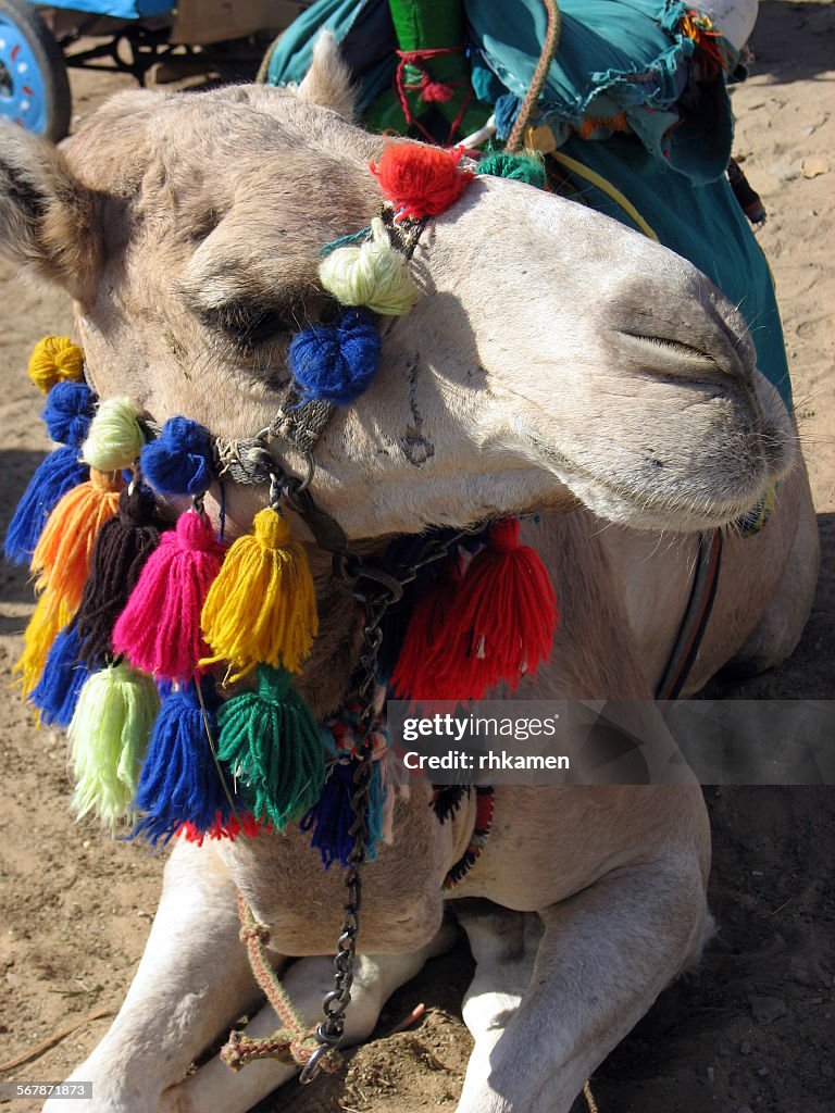 Camel, Aswan, Egypt