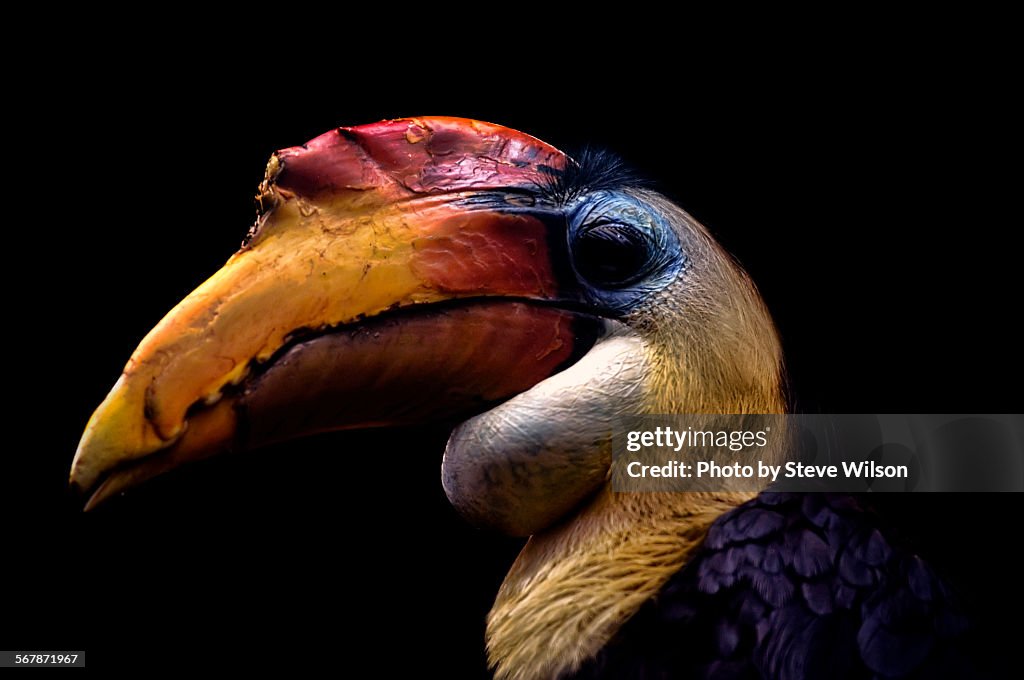Colourful wrinkled hornbill on a black background