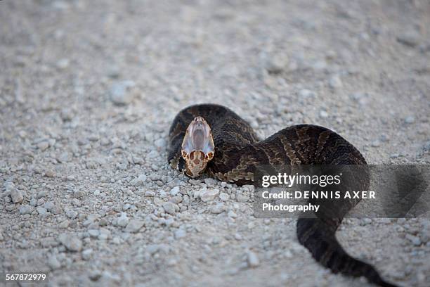 cottonmouth water moccasin snake - territorial animal stock pictures, royalty-free photos & images