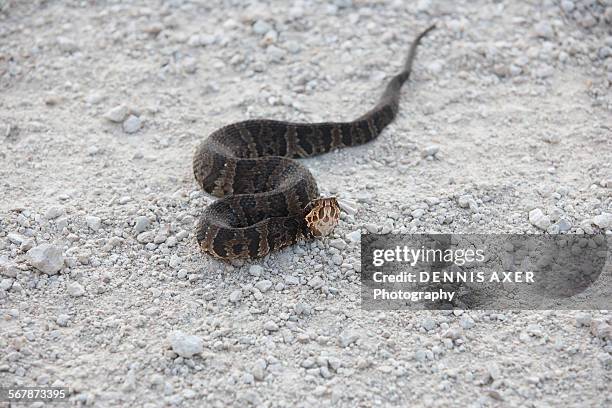 cottonmouth water moccasin snake - cottonmouth snake stock pictures, royalty-free photos & images