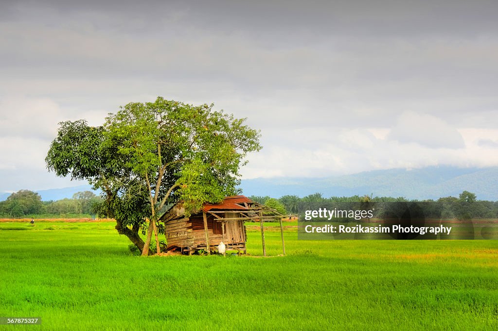 Paddy field