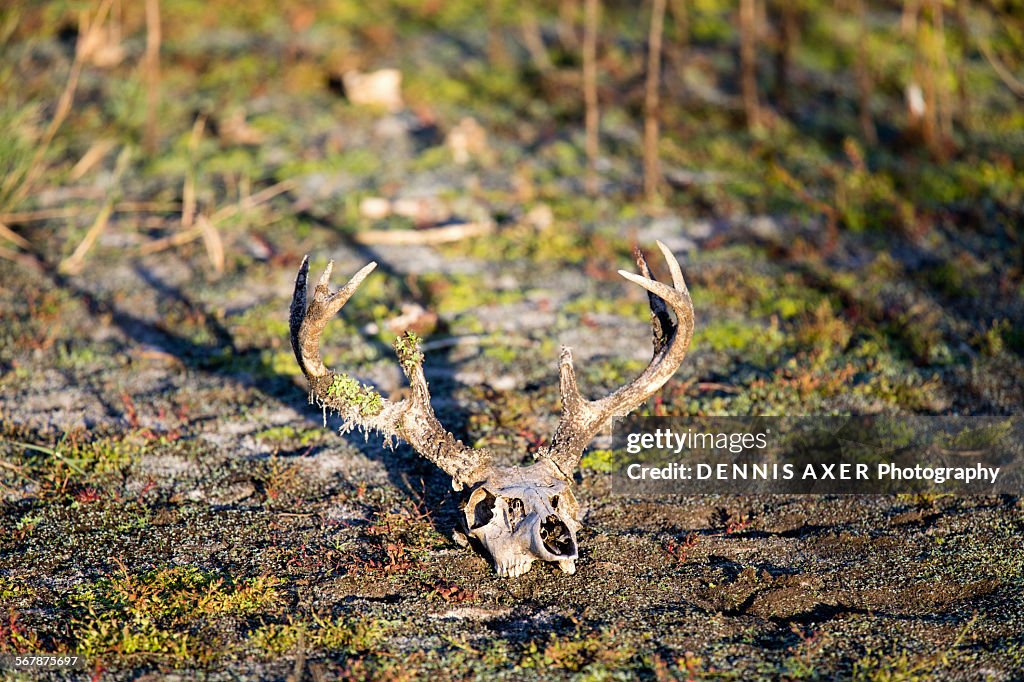 Deer antlers skull in the Florida Everglades