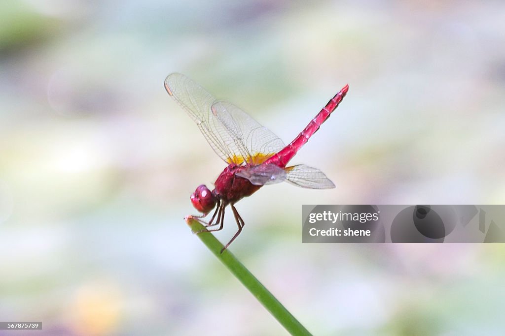 Red Dragonfly at the Edge of Plant