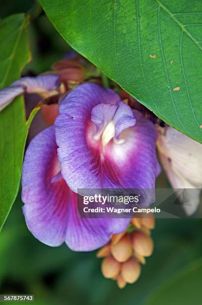 clitoria flowers - clitoria - fotografias e filmes do acervo