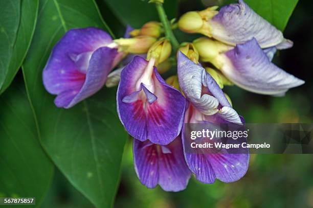 clitoria flowers - clitoria fotografías e imágenes de stock