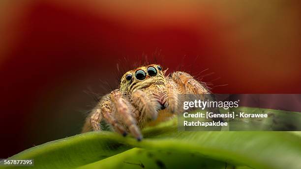 jumping spider in the nature - spinne stock-fotos und bilder